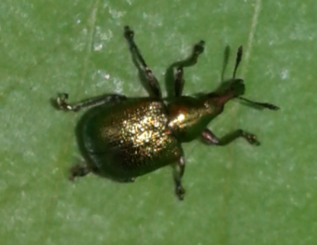 Rhynchitidae : Byctiscus betulae